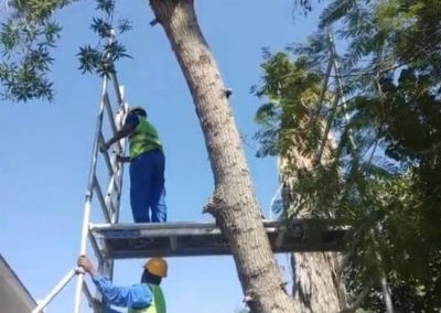 tree removal safety (1)